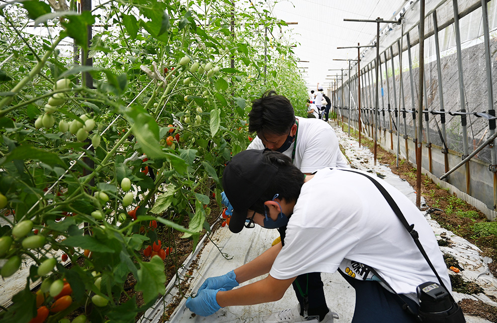 「第3回 生産現場訪問授業」ミニトマトの農場での体験と農業ビジネスを学びました！